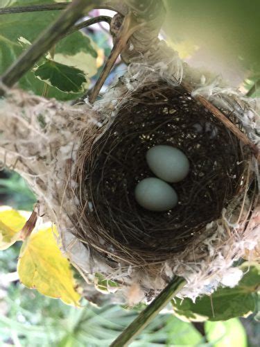 鳥在陽台築巢怎麼辦|【鳥在窗户築巢怎麼辦】巧解鳥在窗户築巢困擾：3招輕鬆驅走小。